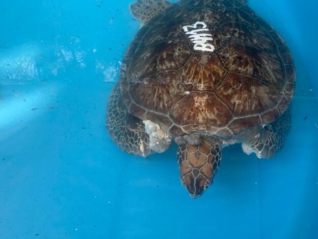 Case Study: Assessing Fibropapillomatosis in Green Sea Turtles in Espírito Santo, Brazil course image