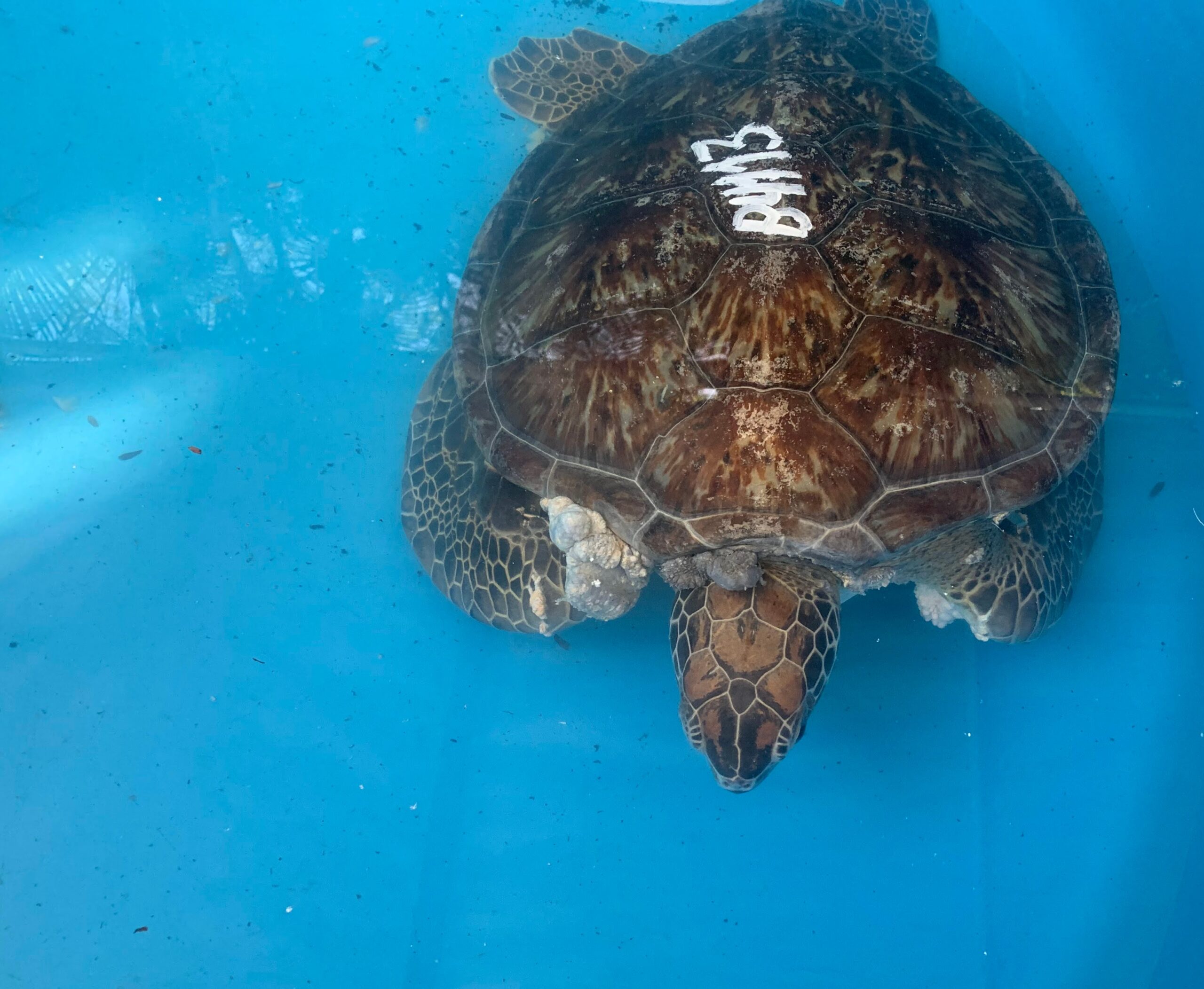 Case Study: Assessing Fibropapillomatosis in Green Sea Turtles in Espírito Santo, Brazil