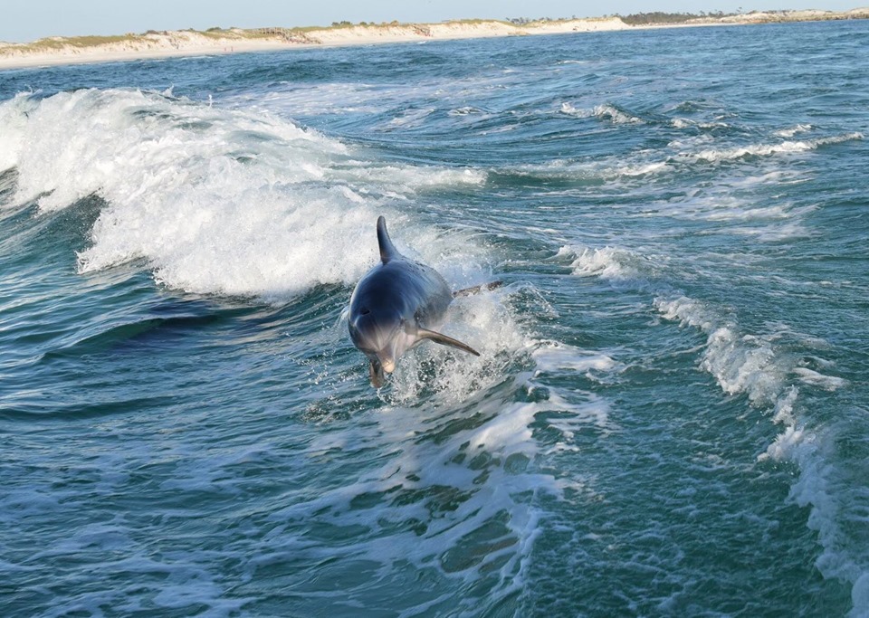 What time do dolphins come out in Florida