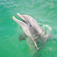 Panama Beach Dolphin Tours Galveston