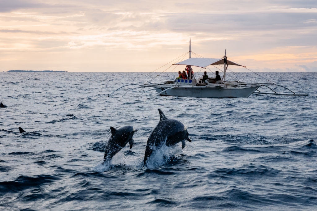 Panama City Beach Private Dolphin Tours