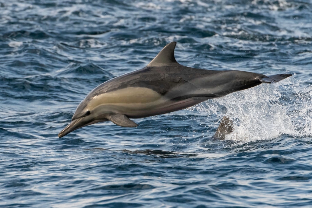 Do orcas swim in the Gulf of Mexico