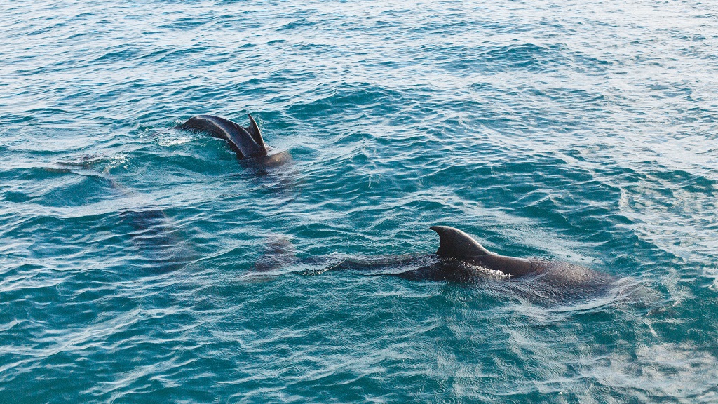 Boat Tours