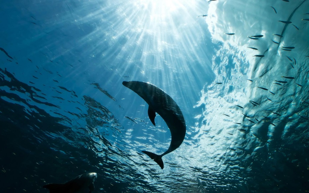 Panama City Beach Boat Tours Key Largo