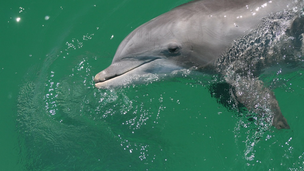 Panama City Beach Dolphin Boat Ride