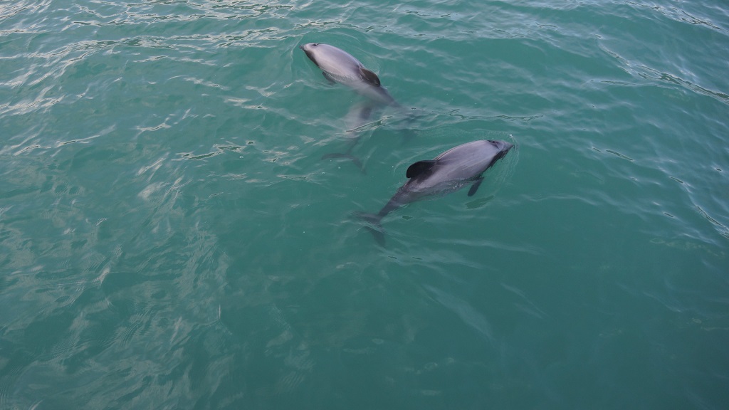 Panama City Beach Boat Tours Virginia