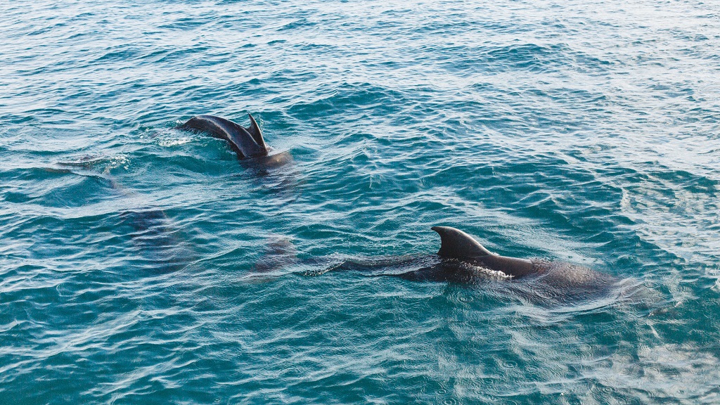 Panama City Beach Dolphin Tours Adventures Vista