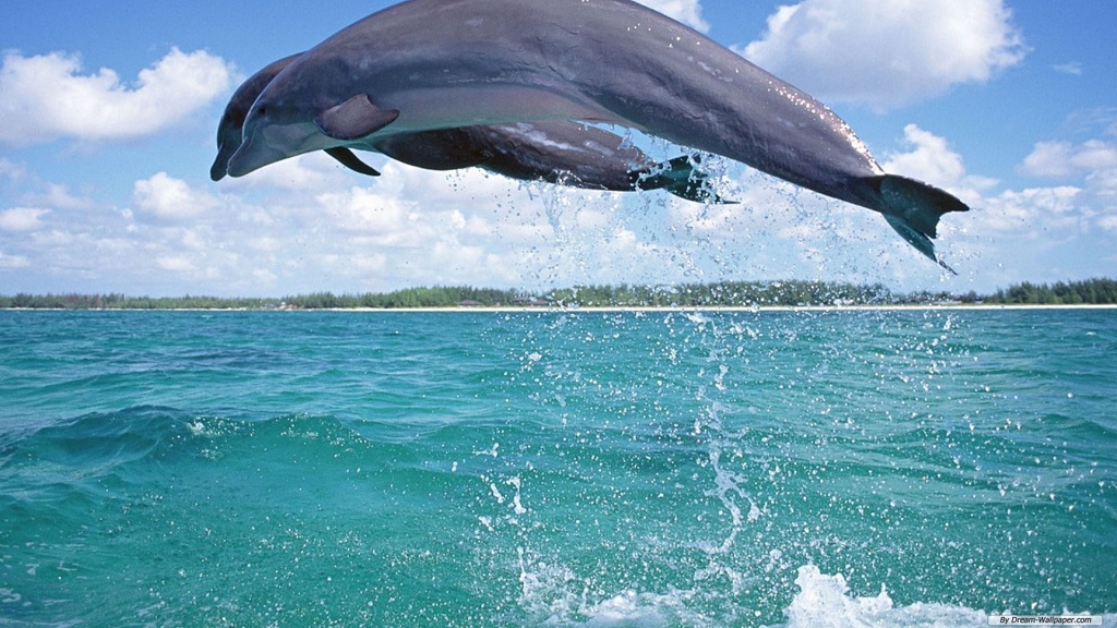 Where do you see dolphins the most