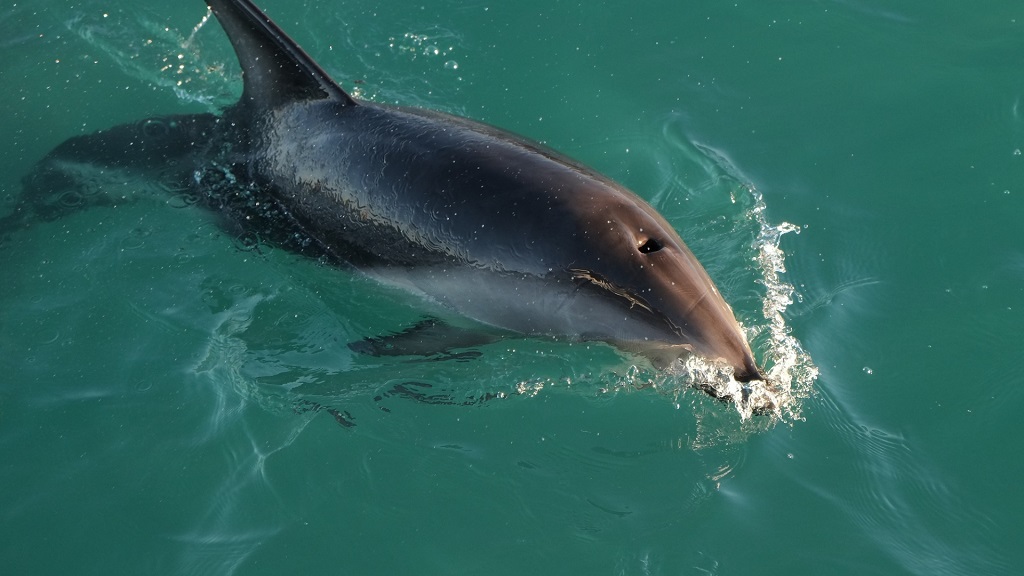 Panama City Beach Dolphin Tours & Adventures Texas