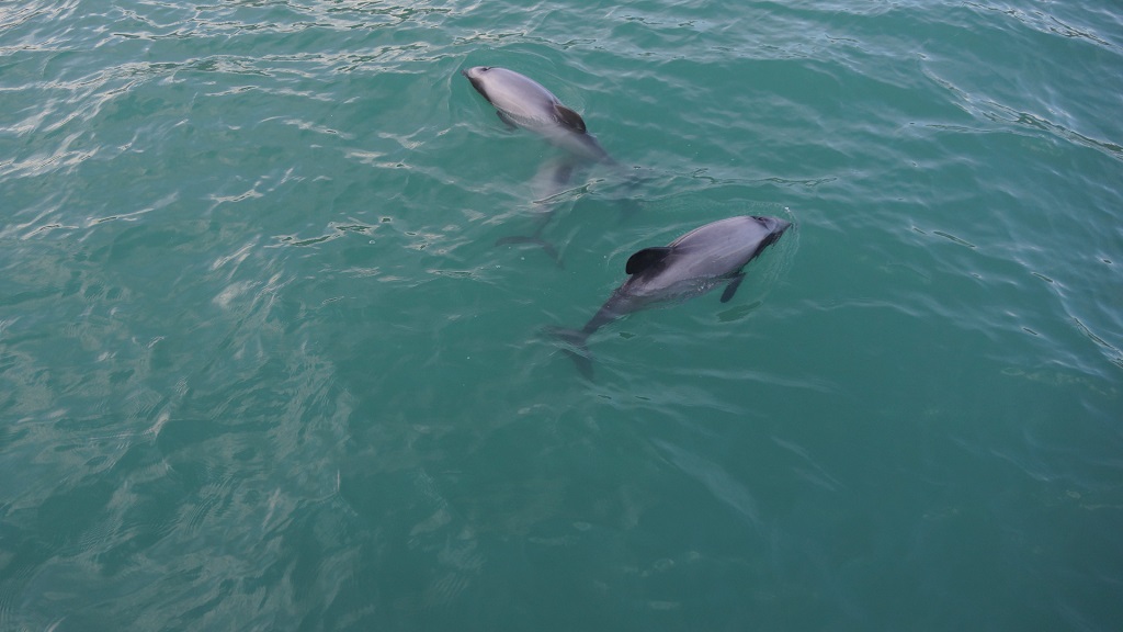 Swim With Dolphins Panama City Beach