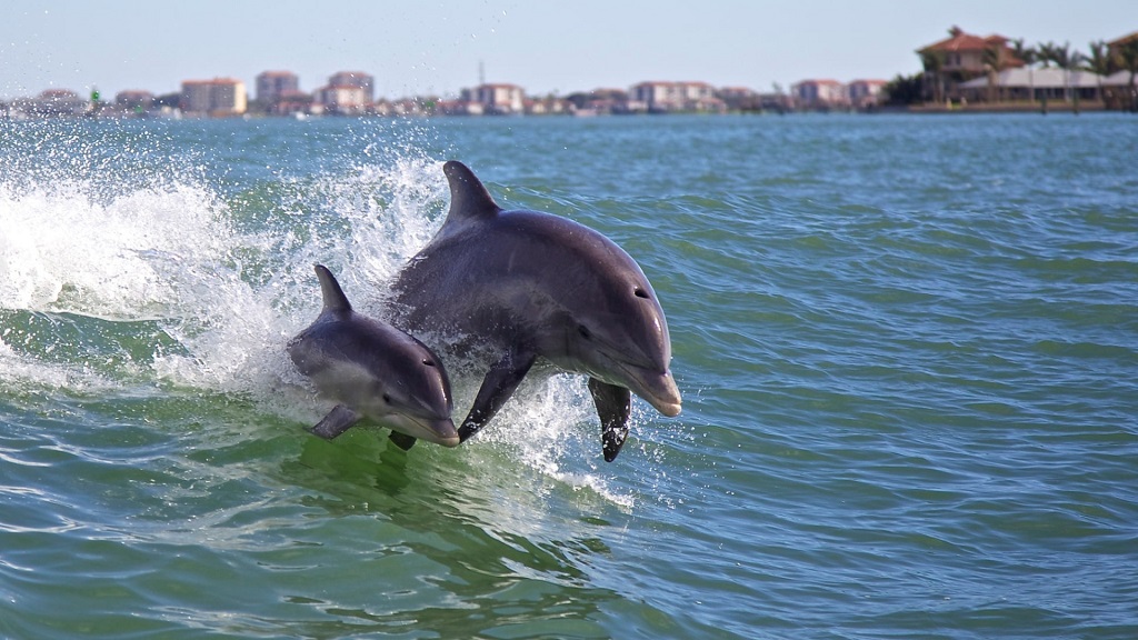 Panama City Beach Dolphin Tours Adventures 505