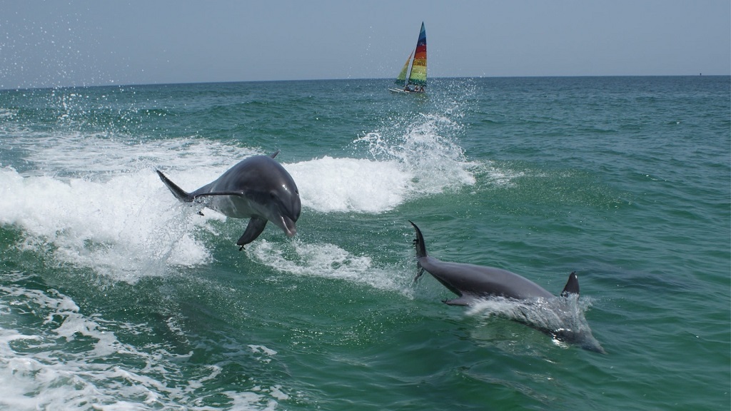 Panama City Beach Dolphin Tours & Adventures Cortez Fl