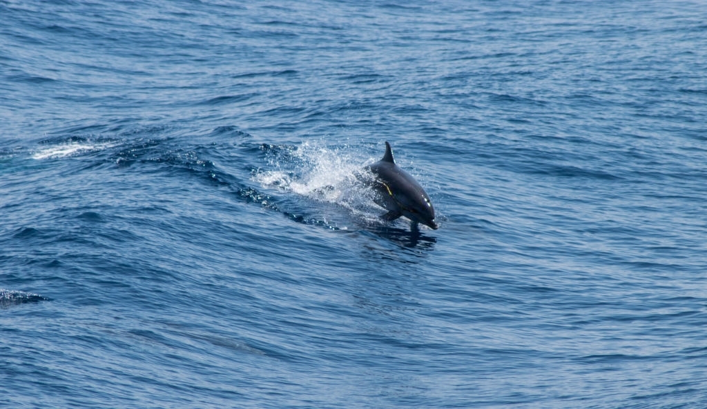 Blue Dolphin Tours Panama City Beach
