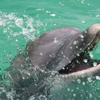 Panama City Beach Dolphin Tours Going