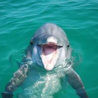 What time of year do you see dolphins