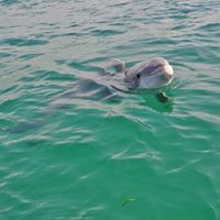 Are there wild dolphins in Fort Lauderdale