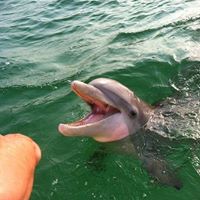 How do you interact with dolphins