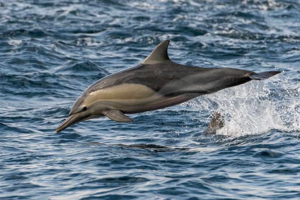 Panama City Beach Dolphin Tours 32