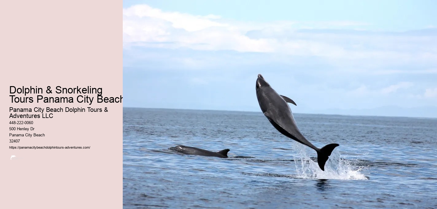 Dolphin And Snorkeling Tours Panama City Beach Fl