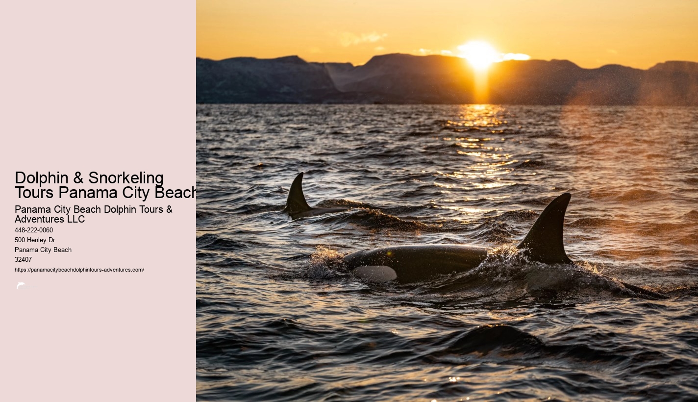 Panama City Beach Shell Island Dolphin And Snorkel Cruise