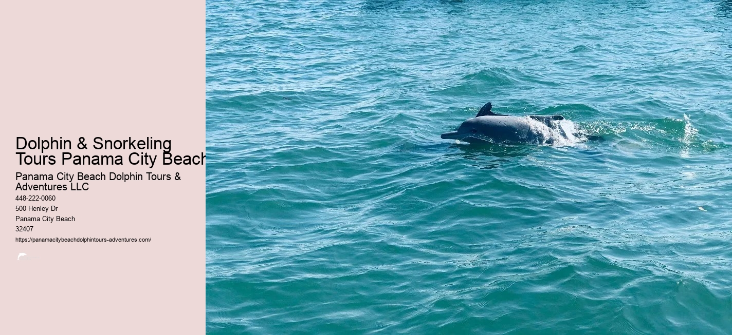 Dolphin And Snorkel Tours Panama City Beach Florida