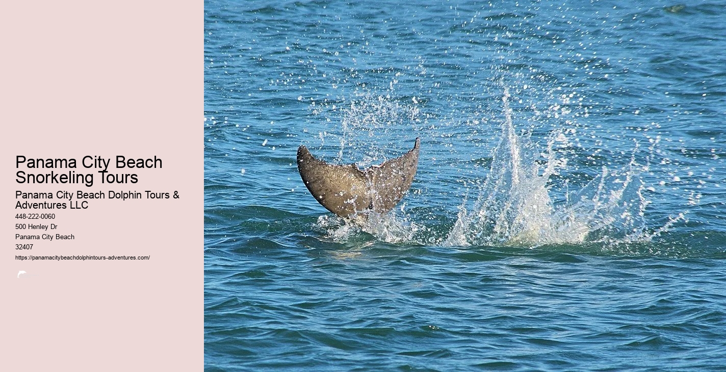 Dolphin And Snorkel Tours Panama City Beach