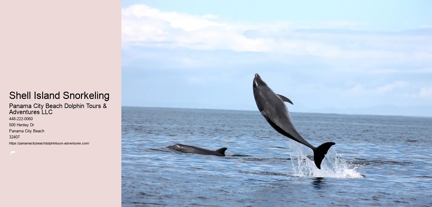 Shell Island Snorkeling