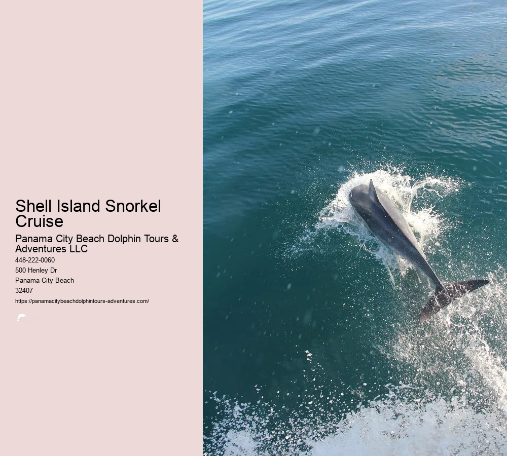 Panama City Beach Dolphin And Snorkeling Tours