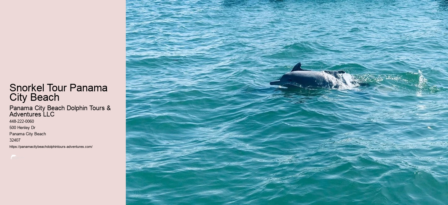 Dolphin And Snorkel Tours Panama City Beach Florida