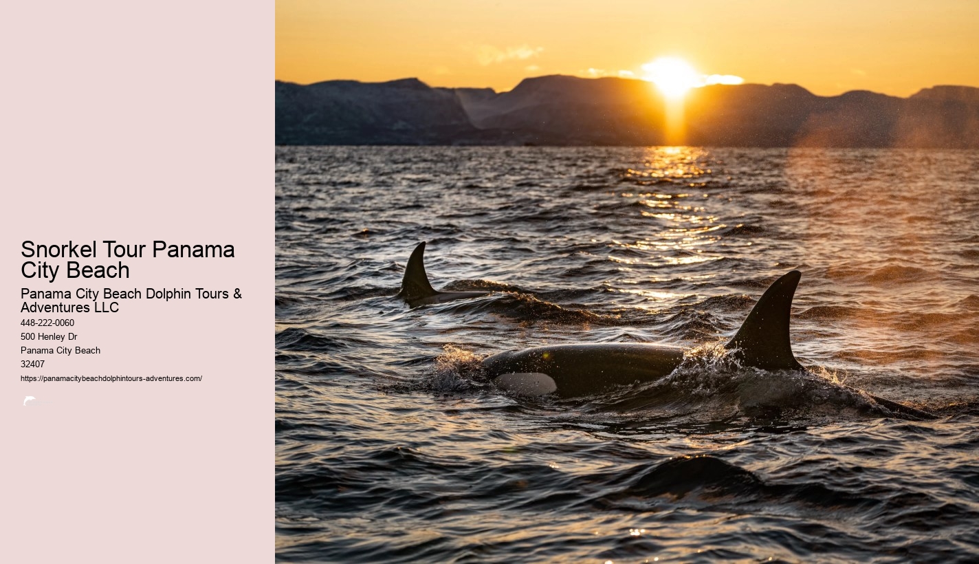 Panama City Beach Dolphin And Snorkeling Tours