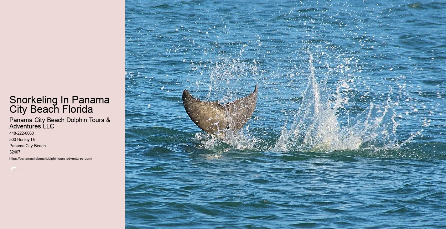 Dolphin & Snorkeling Tours Panama City Beach