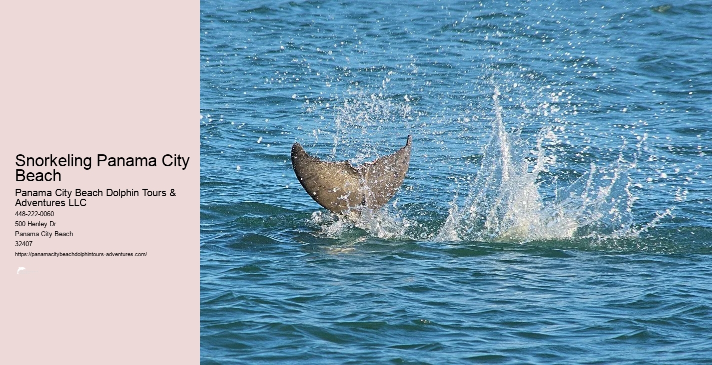 Dolphin Snorkeling Panama City Beach
