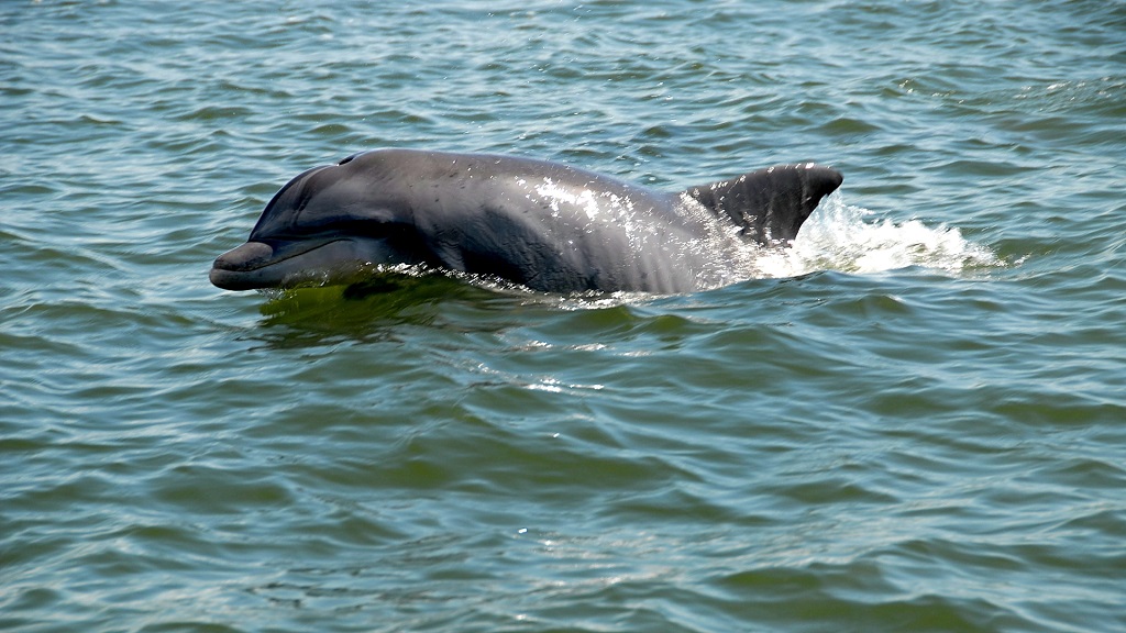 Panama City Beach Dolphin Tours Adventures 607