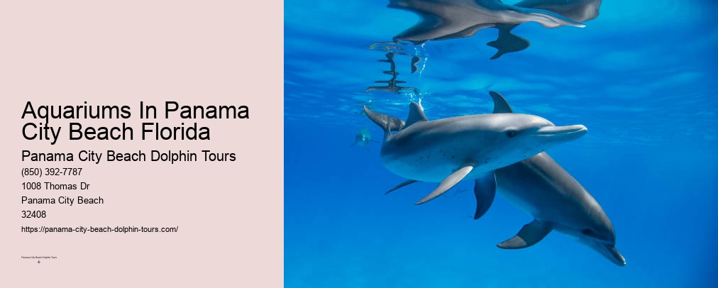 Dolphin & Snorkeling Tours Panama City Beach