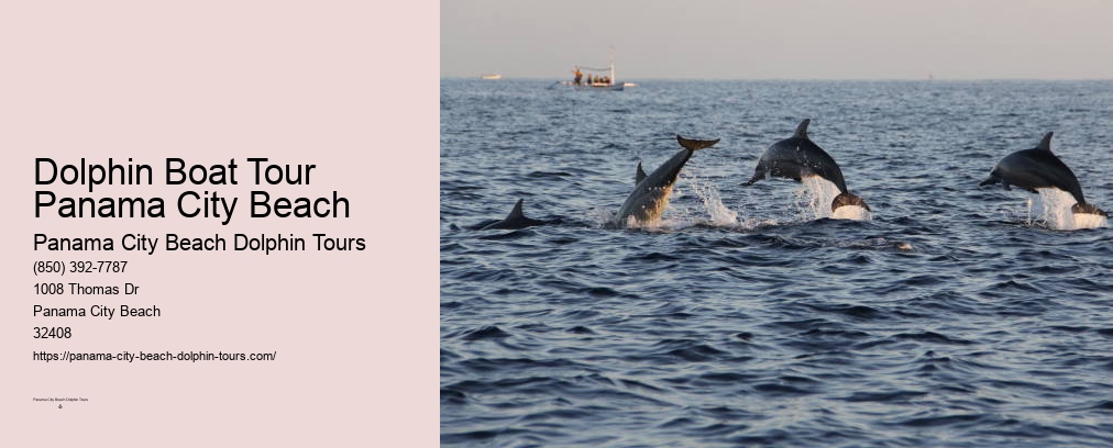 Swim With Dolphins Panama City Beach Shell Island