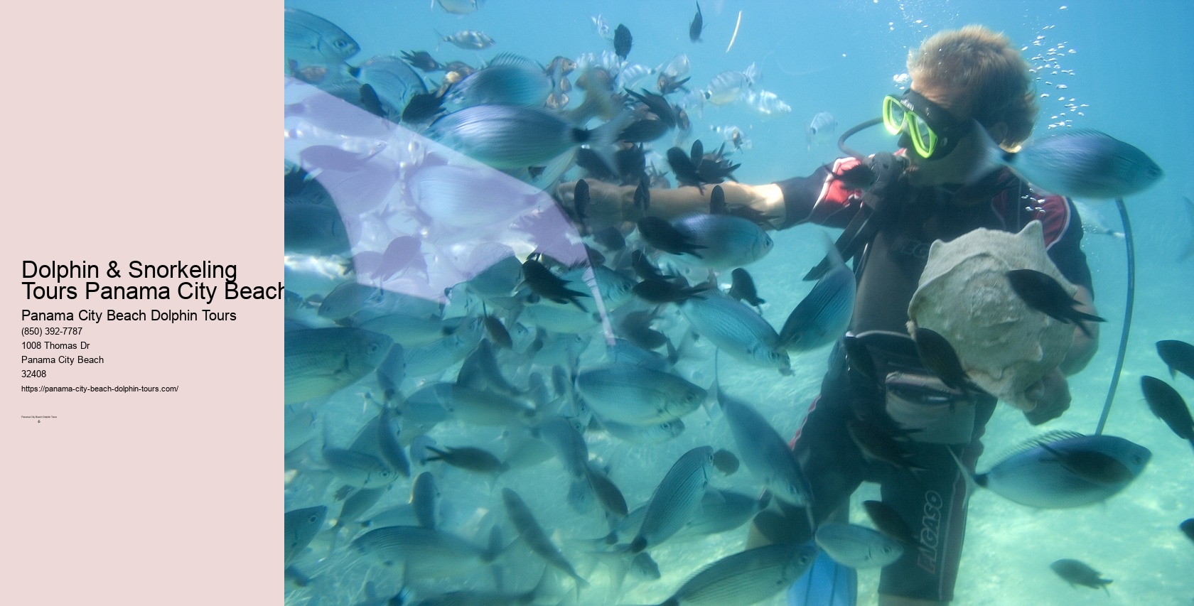 Swimming With Dolphins Panama City Beach