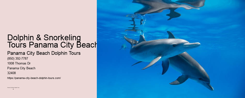 Panama City Beach Dolphin And Snorkeling