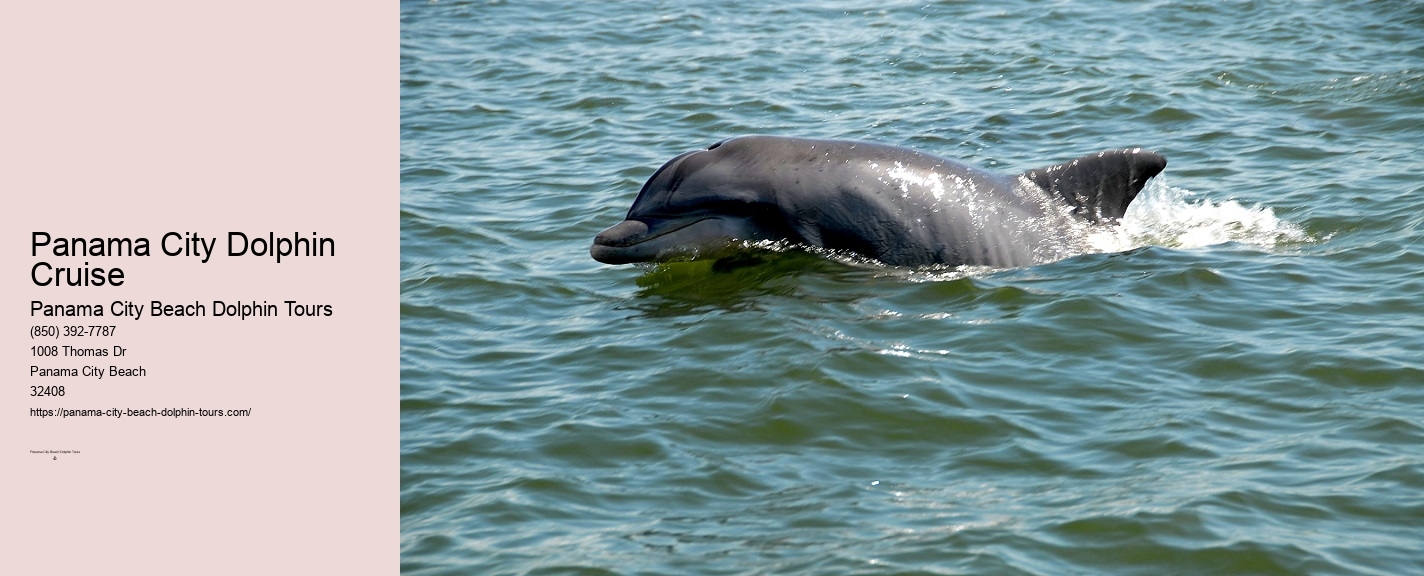 Dolphin Tour Panama City Beach