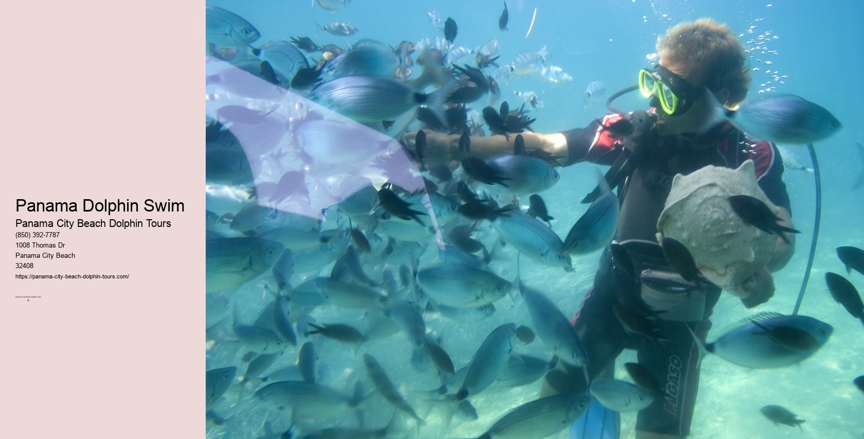 Swim With Dolphins Panama City Beach Shell Island