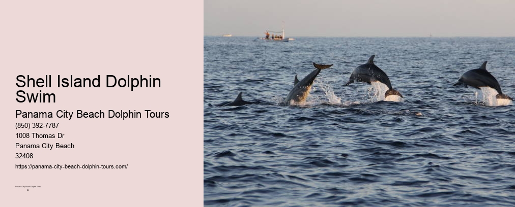 Dolphin Watching Panama City Beach Fl