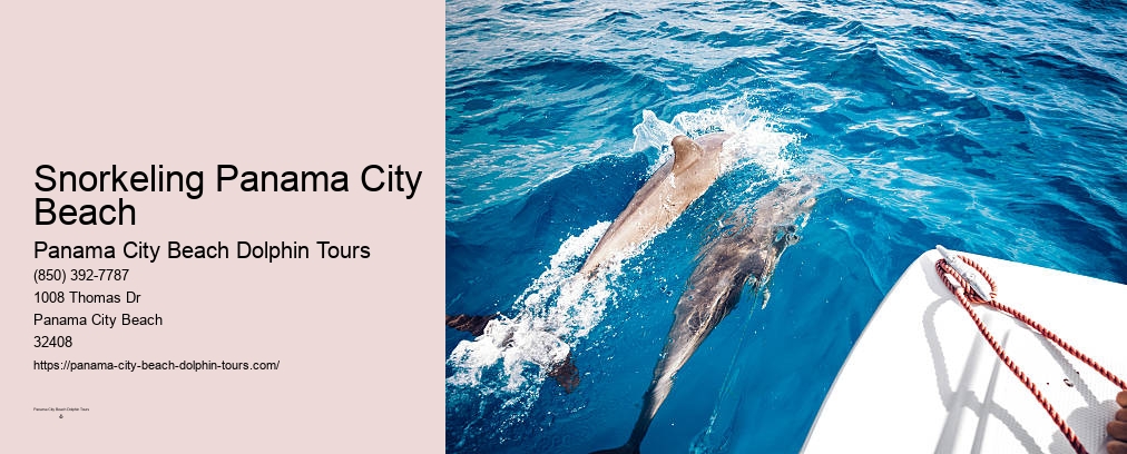Panama City Beach Dolphin And Snorkeling Tours