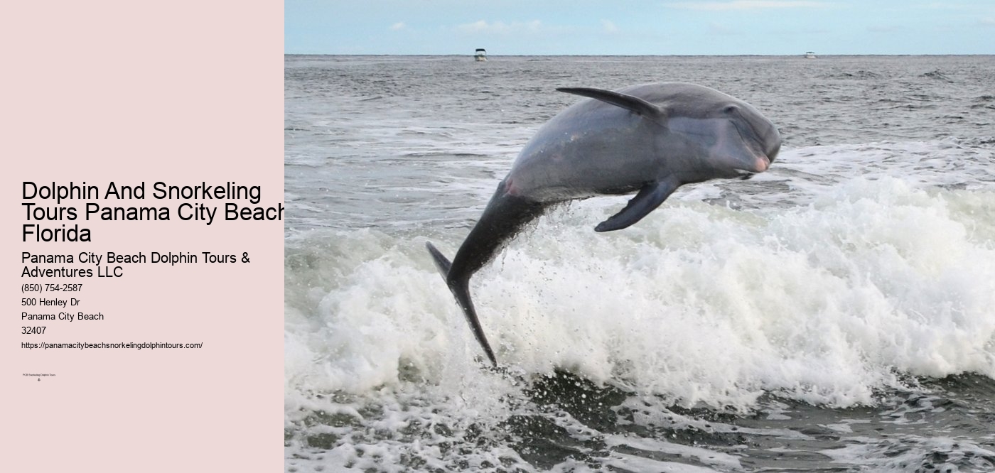 Dolphin And Snorkeling Tours Panama City Beach Florida
