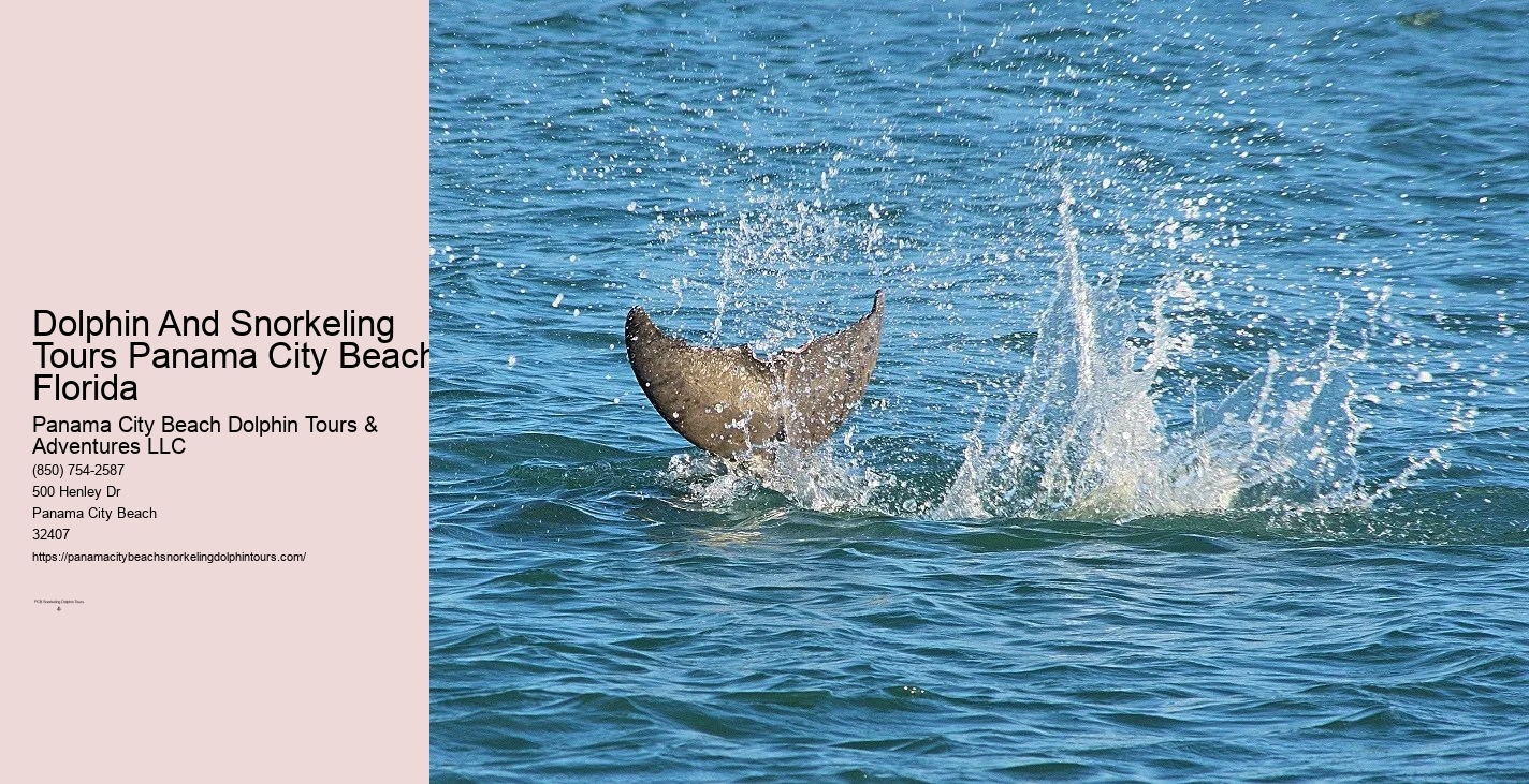 Dolphin & Snorkeling Tours Panama City Beach