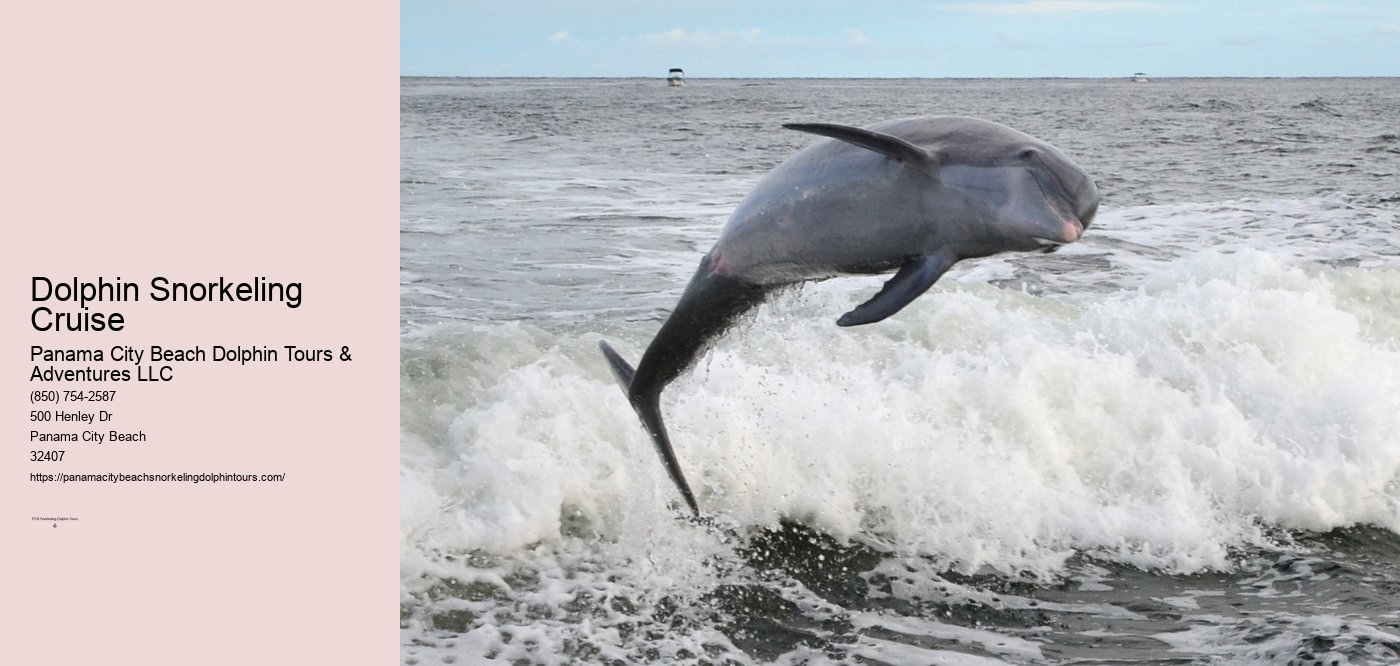 Dolphin Snorkeling Cruise