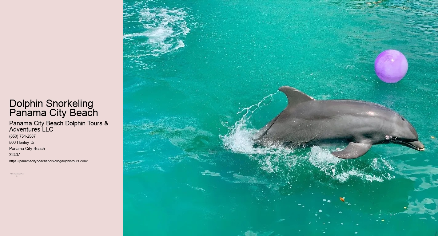 Dolphin And Snorkeling Tours Panama City Beach Florida