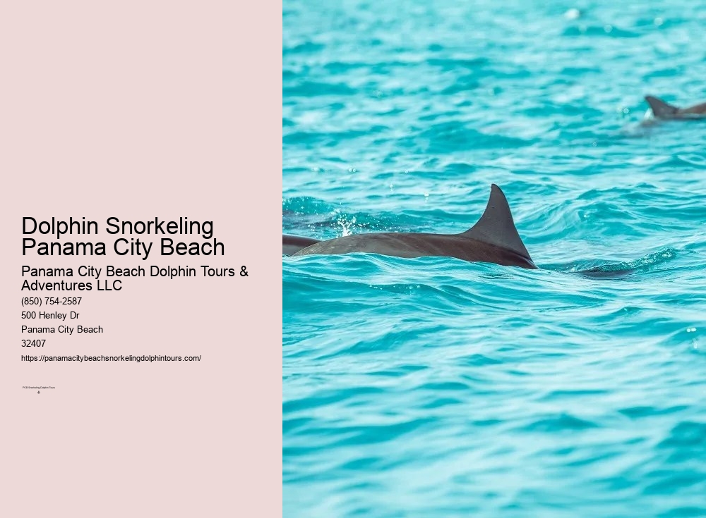 Panama City Beach Dolphin Snorkel