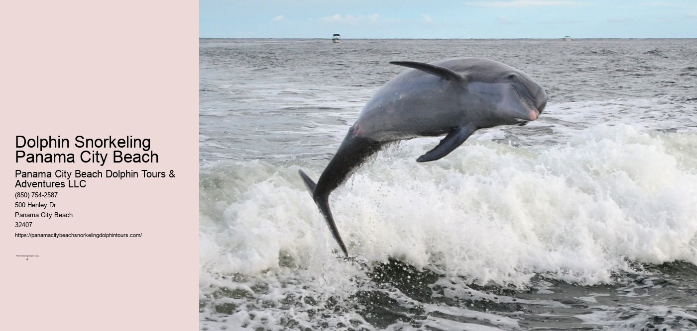 Dolphin Snorkeling Panama City Beach