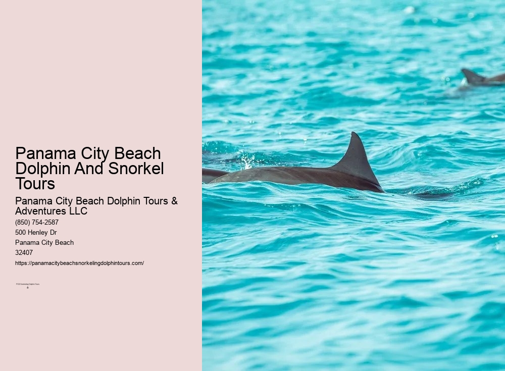 Dolphin And Snorkel Tours Panama City Beach