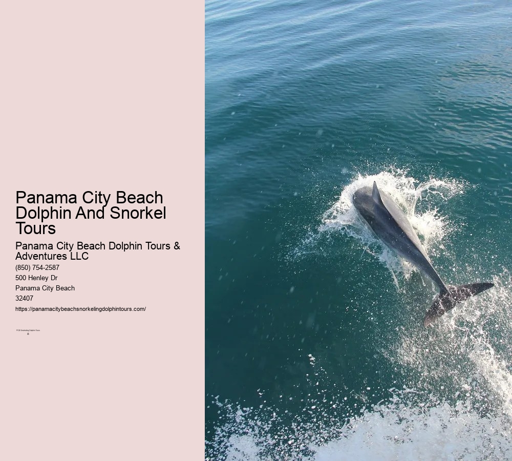 Dolphin And Snorkeling Tours Panama City Beach Fl