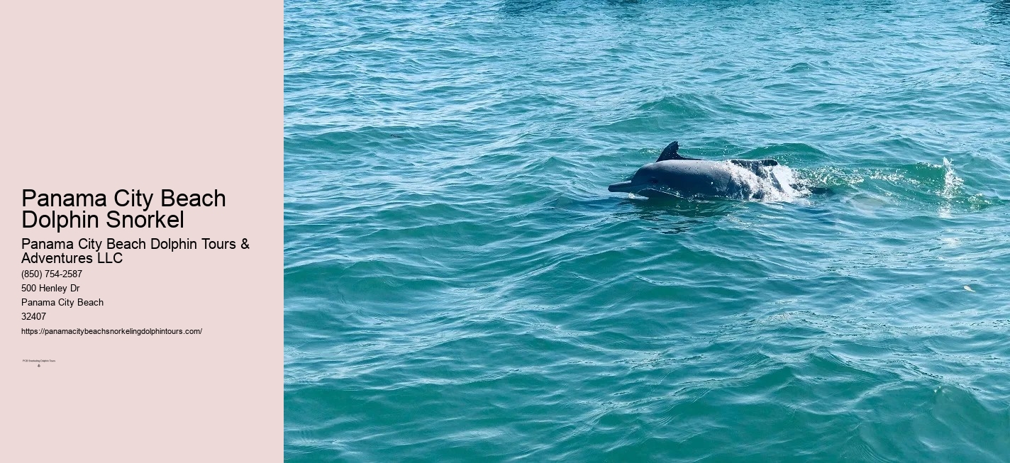 Dolphin Snorkeling Cruise
